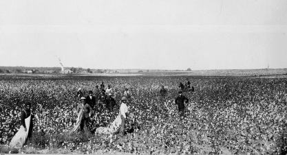 Black and white photograph of African Americans working in the cotton field